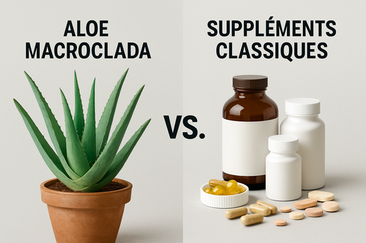 Aloe Macroclada vs Suppléments Classiques : Comparatif 2025