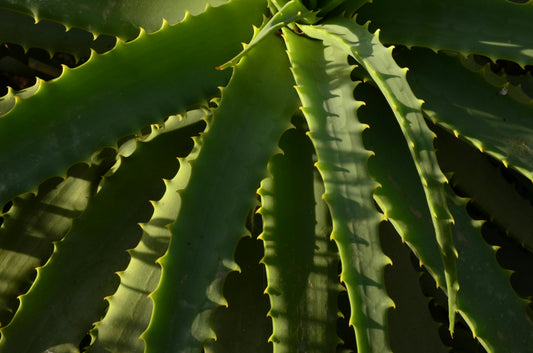 Aloe Macroclada : la régénération ‘made in’ Madagascar ?