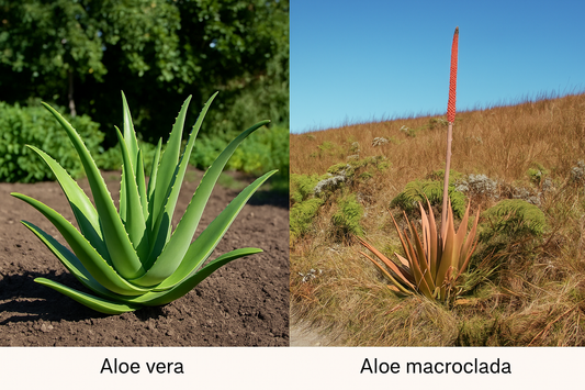 Aloe Vera vs Aloe Macroclada : deux plantes, deux vocations