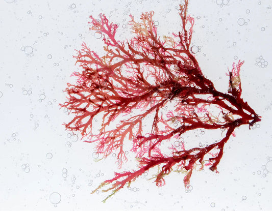 Astaxanthine : Le trésor rouge marin pour une peau jeune et un corps résilient