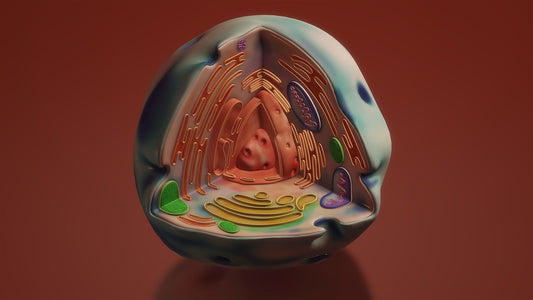 Pourquoi les mitochondries sont essentielles à la longévité