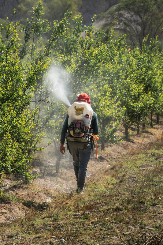 Stratégies de Détoxification du Glyphosate et Prévention de ses Effets