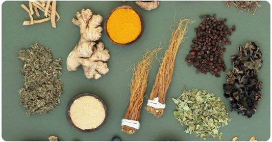 Rasayana et Longévité : Quand l’Ayurveda Inspire la Médecine du Futur