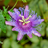 Passiflore